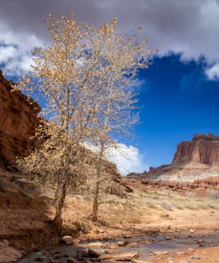  Capitol Resifi Ulusal Parkı 'nın hayranlık uyandıran dağ manzaraları. Uçsuz bucaksız kızıl kaya oluşumlarını, engin çöl manzaralarını ve dramatik uçurumları keşfedin. Engebeli ama sakin Utah vahşi doğası nefes kesici manzaralar sunuyor..