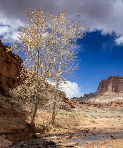  Capitol Resifi Ulusal Parkı 'nın hayranlık uyandıran dağ manzaraları. Uçsuz bucaksız kızıl kaya oluşumlarını, engin çöl manzaralarını ve dramatik uçurumları keşfedin. Engebeli ama sakin Utah vahşi doğası nefes kesici manzaralar sunuyor..