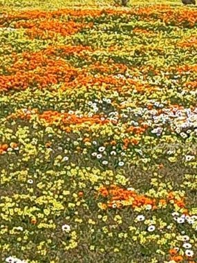 Batı Yakası Ulusal Parkı, Güney Afrika