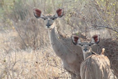 Kudu İneği ve Buzağı KNP