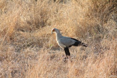 Bir sekreter kuşu Kruger Ulusal Parkı 'nda yılan yakalıyor.