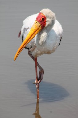 Beyaz Leylek, Kruger Ulusal Parkı