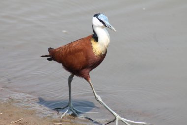 Afrikalı Jacana Kuş Kruger Ulusal Parkı