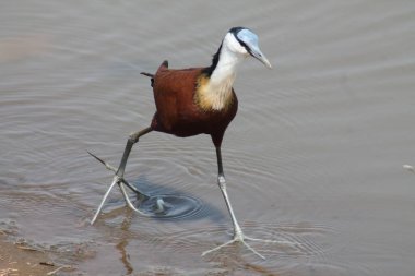 Afrikalı Jacana Kuş Kruger Ulusal Parkı