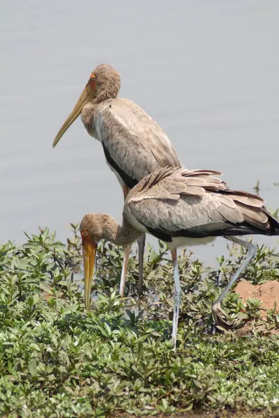 Leylek Kruger Ulusal Parkı