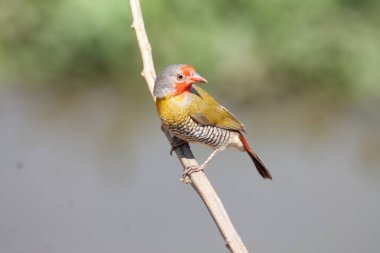 Kruger Ulusal Parkı 'nda Yeşil Kanatlı Pytilia