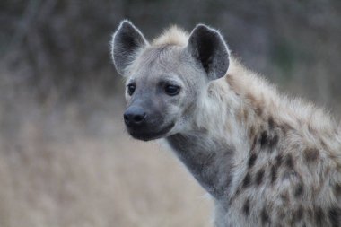 Sırtlan Kruger Ulusal Parkı 'nda sabahın erken saatlerinde