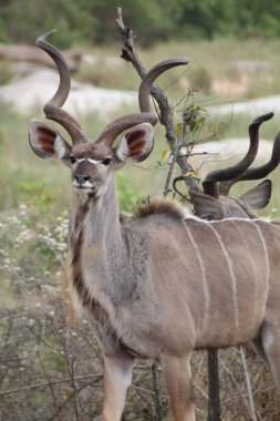 Kruger Ulusal Parkı 'nda Kudu Boğası