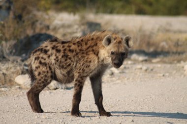 Afrika vahşi sırtlanı çölde yürüyor.