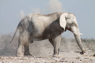 Fil toz banyosu yapıyor.