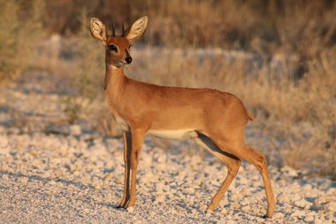 Vahşi doğada küçük bir antilop