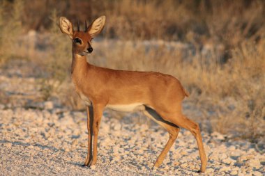 Etoşa Ulusal Parkı, Namibya 'da küçük bir entelope