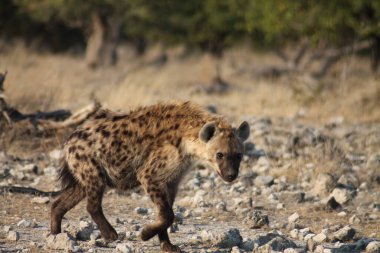 Savanada yürüyen vahşi bir sırtlan.