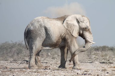 Afrika fili kirli bir banyo yapıyor.
