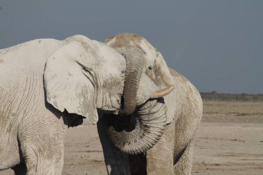 Şefkat gösteren bir Afrika fili