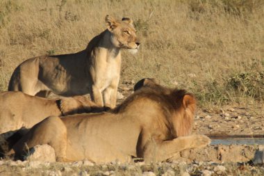 Çöldeki bir su birikintisinde dişi aslan.