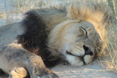 Kumda yatan aslanlar