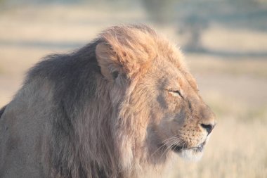 Güney Afrika bozkırında aslan (panthera leo)