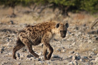 Çöl sabahında sırtlan.
