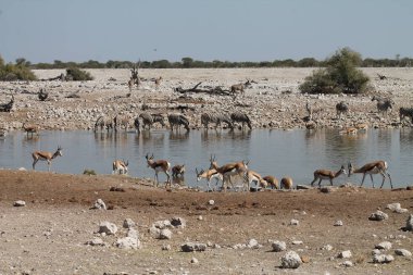 Ulusal parkta bir su birikintisi