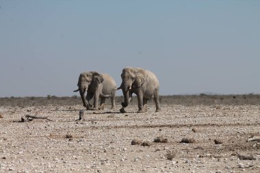 Savanada yürüyen iki Afrika vahşi fili.