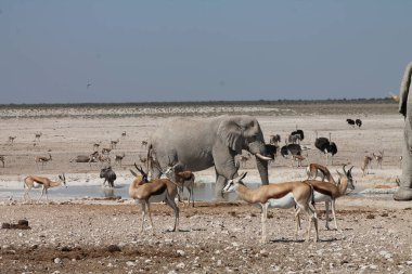 Namibya 'daki vahşi hayvanlar
