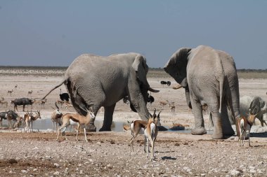Savanada büyük beyaz bir fil