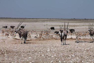 Çölde bir mücevher sürüsü
