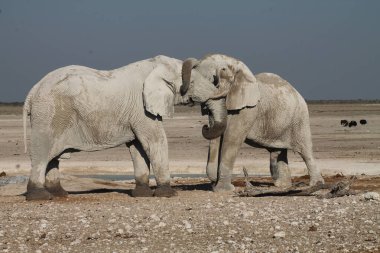 İki fil bir su birikintisinde selamlaşıyor.