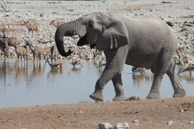 Filler etkin, Namibia