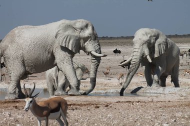 Etoşa Ulusal Parkı, Namibya 'da su içen filler