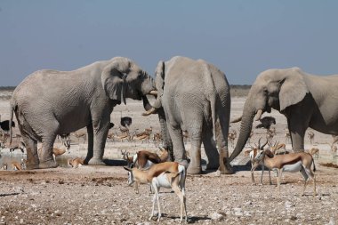 Afrika fili Namibya 'daki Etoşa Ulusal Parkı' nda.
