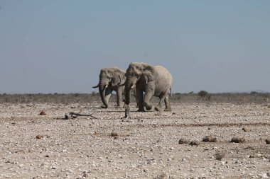 Etoşa Ulusal Parkı, Namibya 'da Afrika fili (loxodonta africana)