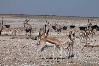 Etoşa Ulusal Parkı 'nda bir bahar kuşu sürüsü.
