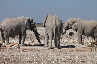 Namibya 'daki Etoşa Ulusal Parkı' nda su içen bir grup fil.