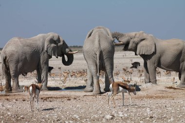 Namibya 'daki Etoşa Ulusal Parkı' nda su içen bir grup fil.