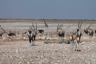Gemsbok sürüsü bir su birikintisine yaklaşıyor, etosha