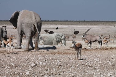 Etoşa Ulusal Parkı, Namibya 'da güzel bir Afrika fili..