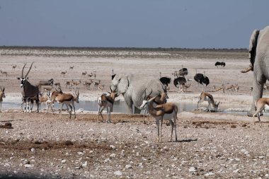 Afrika filleri Namibya 'da Etoşa' da