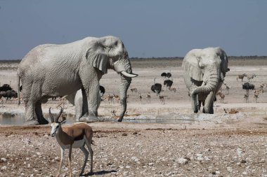 Etoşa namibya 'daki su birikintisindeki fil.