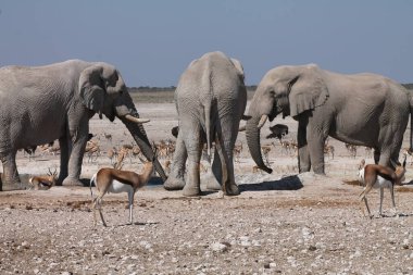 Etoşa Ulusal Parkı, Namibya 'da bir fil sürüsü..