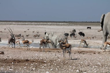 Afrika savanındaki bir su birikintisindeki hayvanlar.