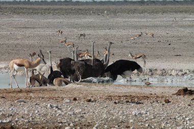 Vahşi devekuşları içme suyu