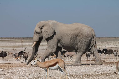 Vahşi Afrika fili, bozkırdaki Afrika fili