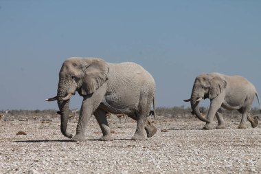 Savanadaki Afrika fili