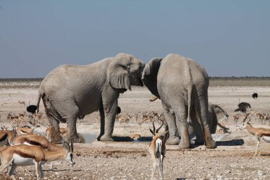 Etoşa namibya 'daki fil