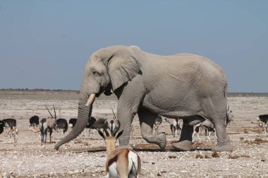 Etoşa Ulusal Parkı 'nda yürüyen fil Namibya, Afrika