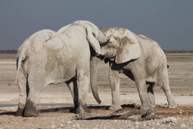 Etoşa parkında filler, namibya