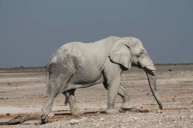 Etoşa Ulusal Parkı 'ndaki fil, Namibya Afrika