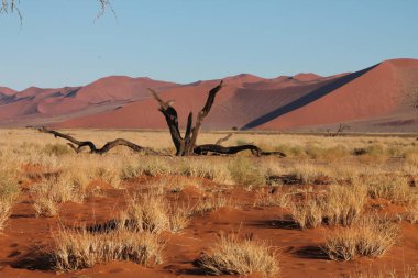 Kum tepeleri ve namib naukluft ulusal parkı, namibya.